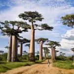baobab-tree